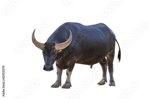 Buffalo village isolated on transparent background png file