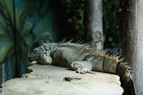 iguana on a tree