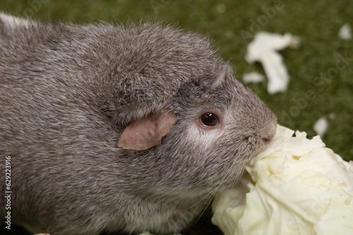 country pig in a garden photo