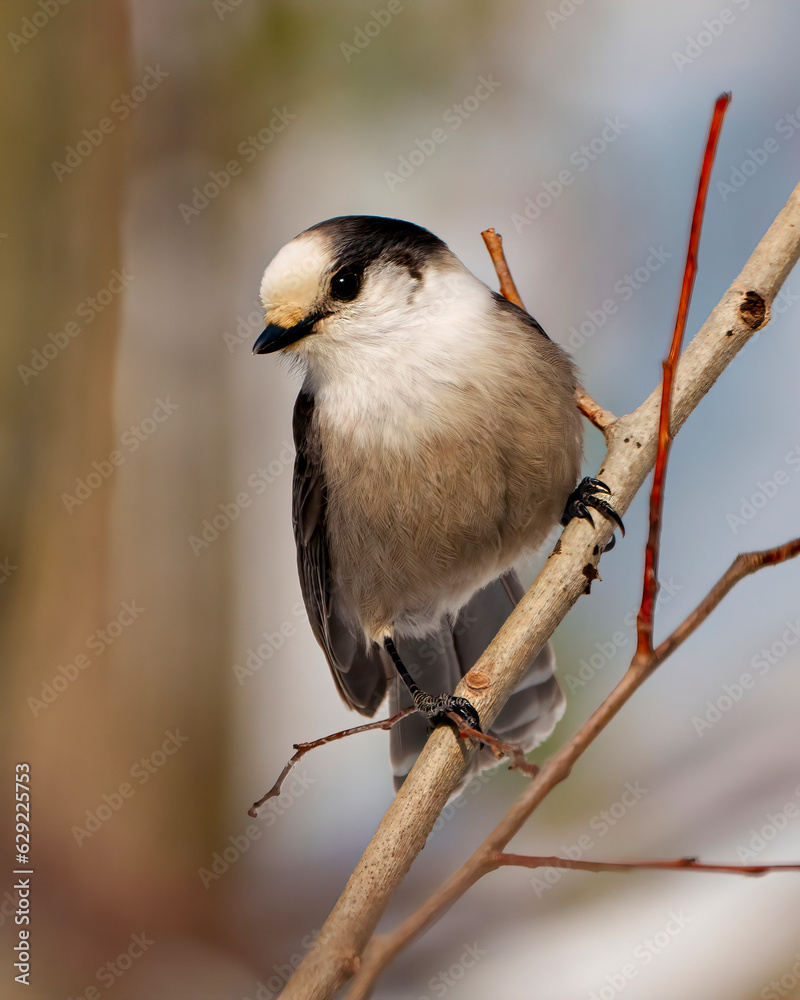 Naklejka premium Grey Jay Photo and Image. Front view perched on a tree branch displaying grey colour, tail, wings, feet, eye with a colourful background in its environment.