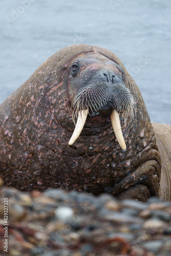 Walruses on a beach in Svalbard