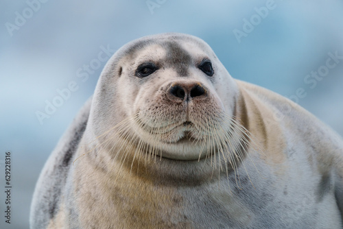 Close up of a seal in Svalbard