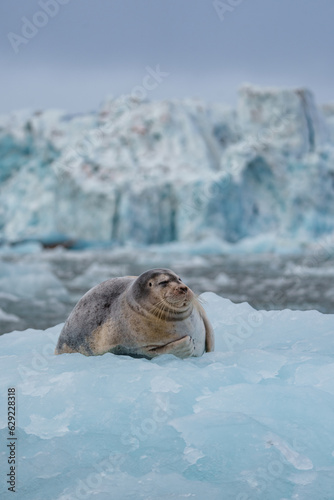 Seal laying on chunk of ice in Svalbard