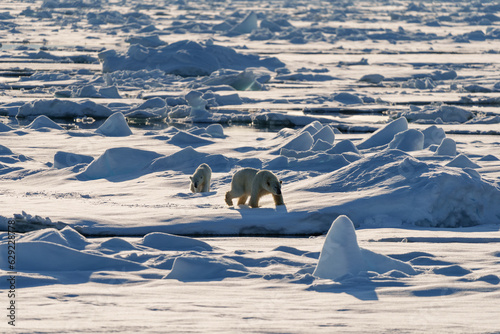 Polar bear with cub walking through the arctic wilderness in Svalbard