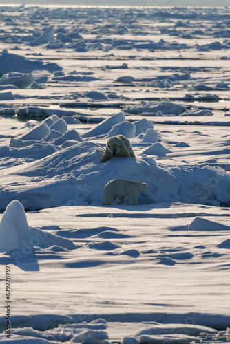 Polar bear with cub walking through the arctic wilderness in Svalbard