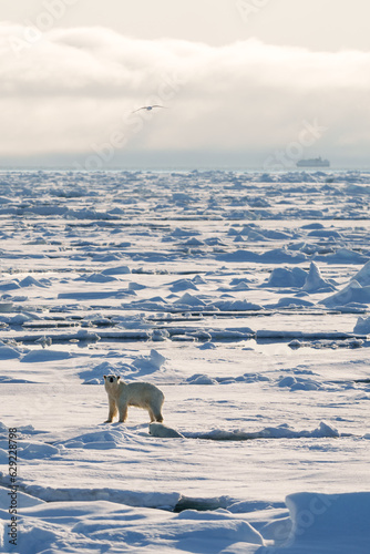 Polar bear with cub walking through the arctic wilderness in Svalbard