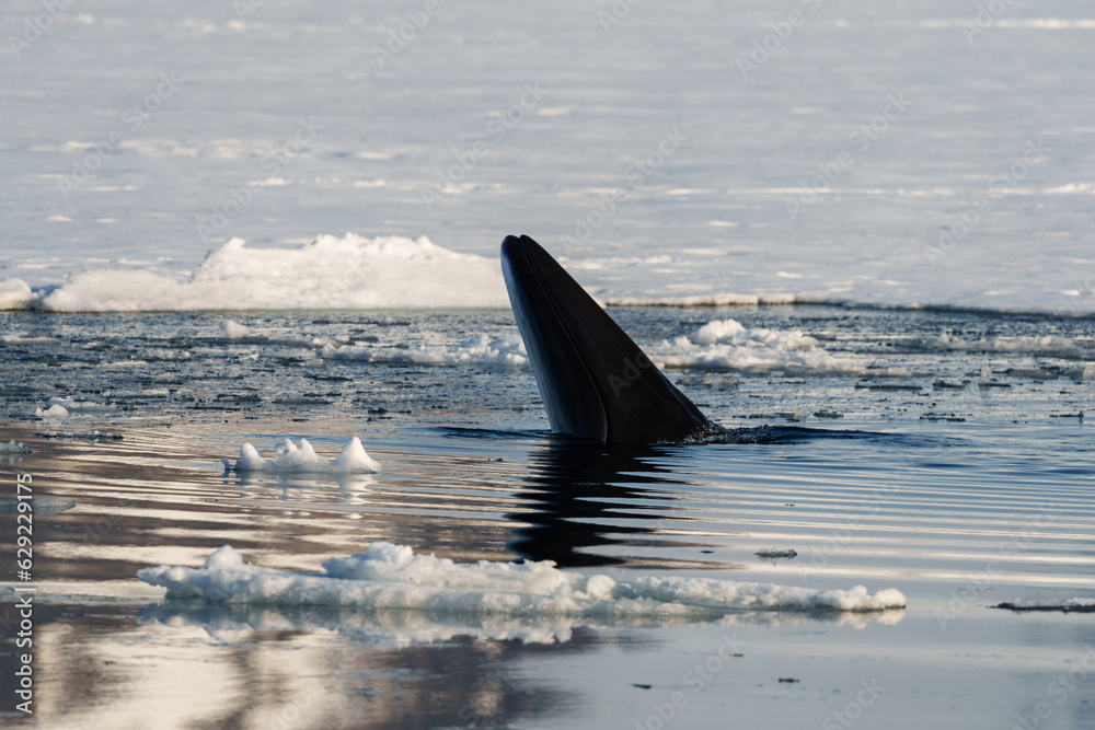 Fototapeta premium Minke whale looking out of the water