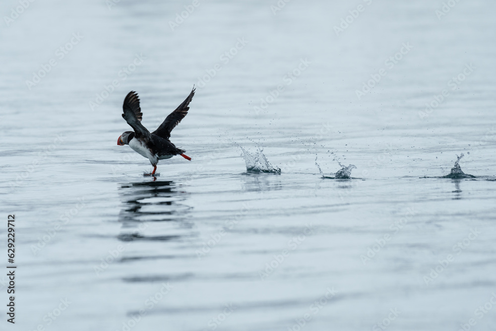 Puffins on the water in Svalbard Puffins on the water in Svalbard