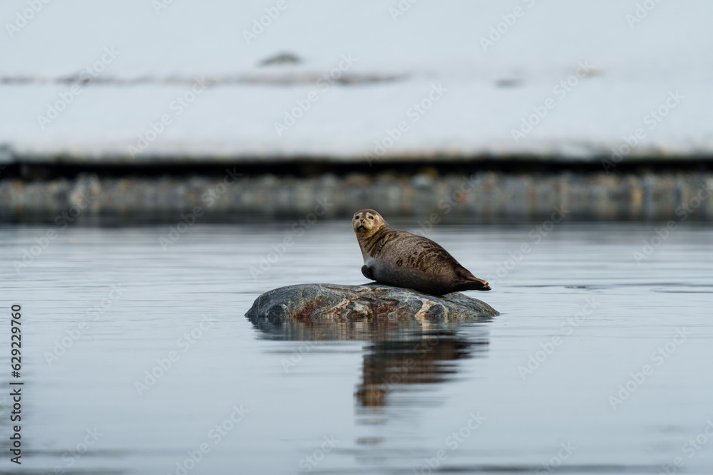 Seals resting on rocks in Svalbard Seals resting on rocks in Svalbard
