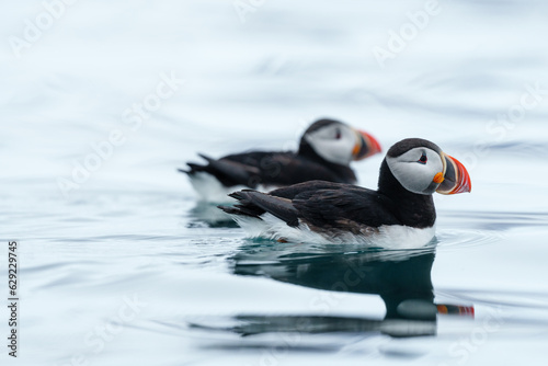 Puffins on the water in Svalbard