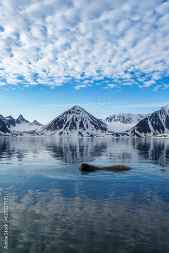 Photography Walrus swimming in clear water in Svalbard
