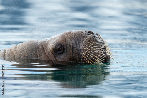 Walrus swimming in clear water in Svalbard