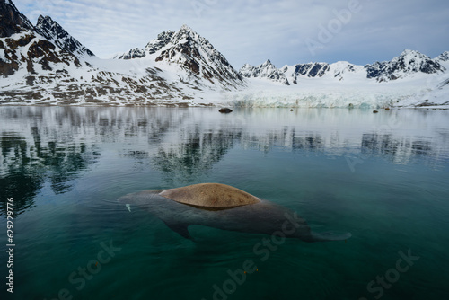 Walrus swimming in clear water in Svalbard