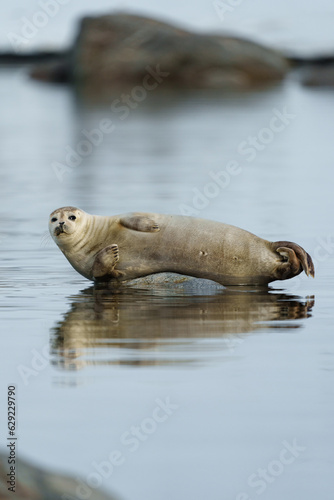 Seals resting on rocks in Svalbard