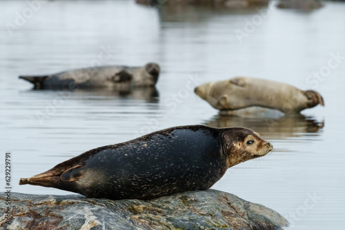 Seals resting on rocks in Svalbard