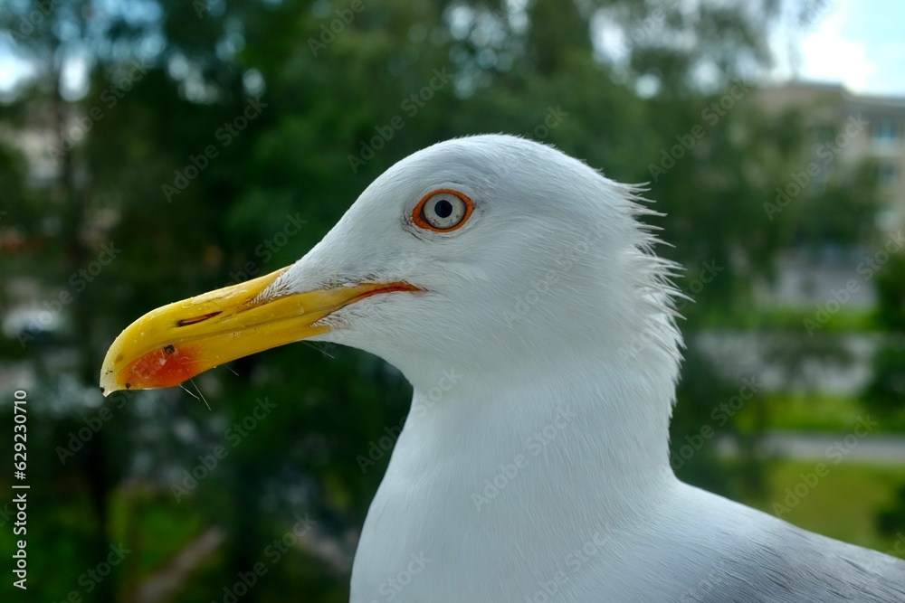 Detailed Close-up of a Seagull Head Detailed Close-up of a Seagull Head