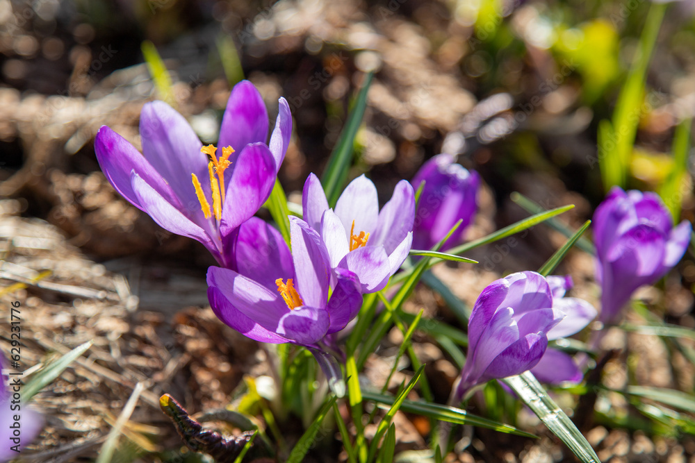 Spring crocus flowers Spring crocus flowers