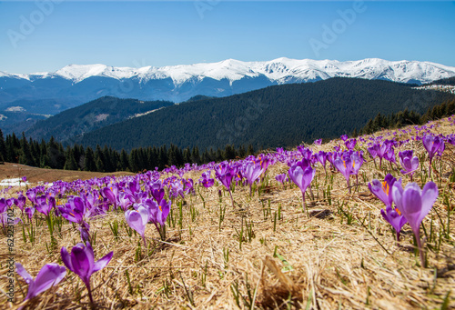 A wonderful view of the spring Carpathians