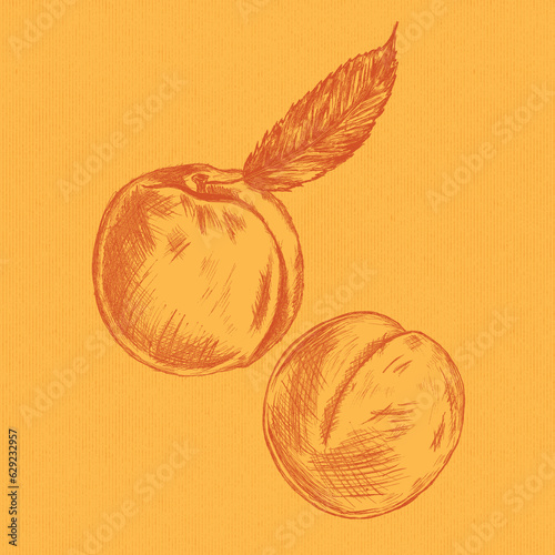 Hand drawn illustration of peaches in a sketchy style with a textured background (ID: 629232957)