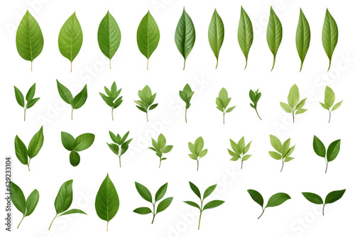 Multiple green leafs isolated on transparent background   generative ai