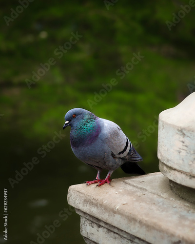 pigeon in the park