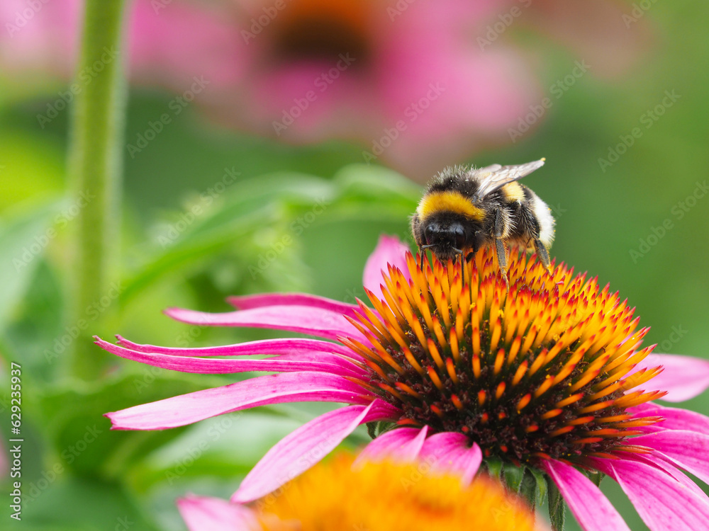 Hummel auf Blüte	
