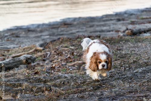 dog on the beach
