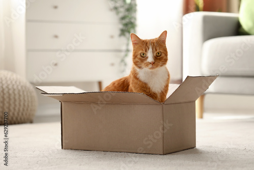 Funny cat in cardboard box at home Fototapet