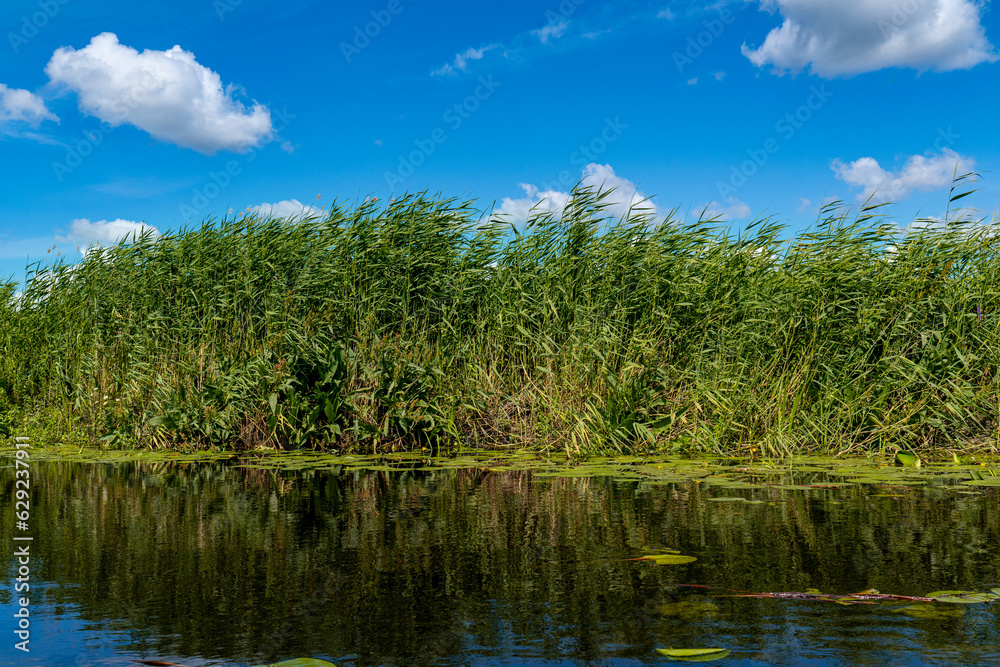 A river and reflection with reeds and bright blue skies in windy weather.