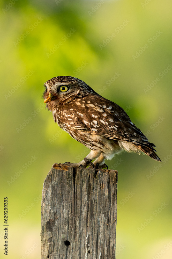 Naklejka premium Chevêche