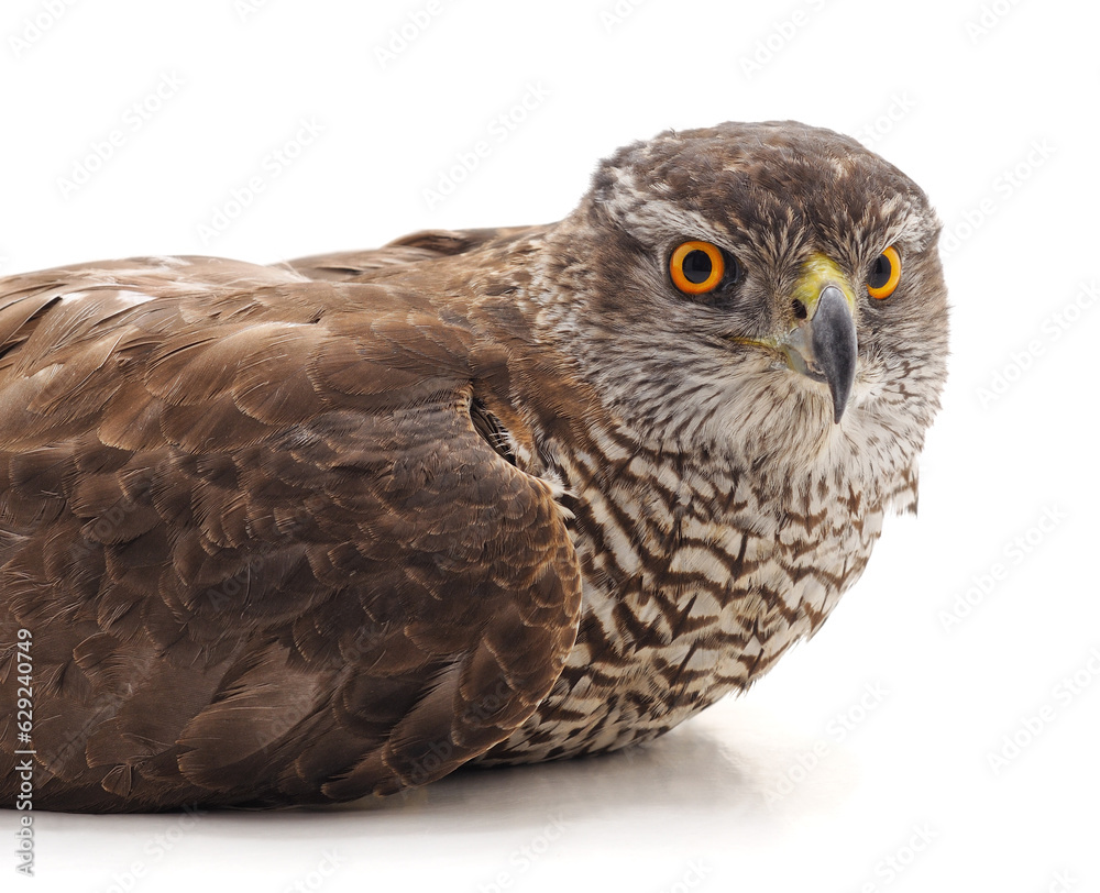 Obraz premium One brown falcon.