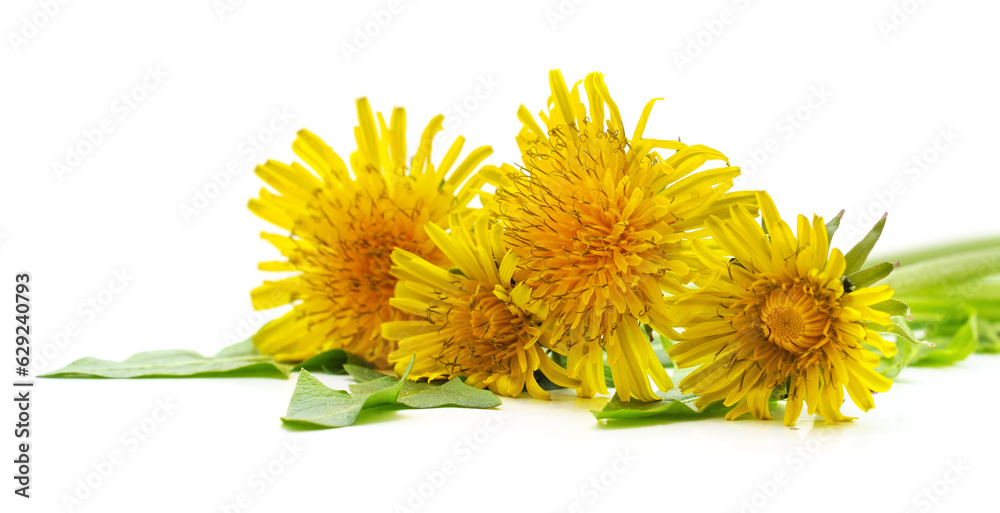 Dandelion with leaves.