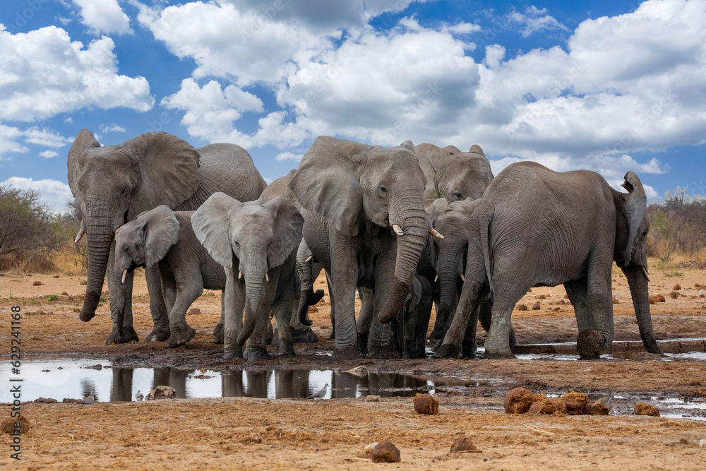 elephants in the savannah