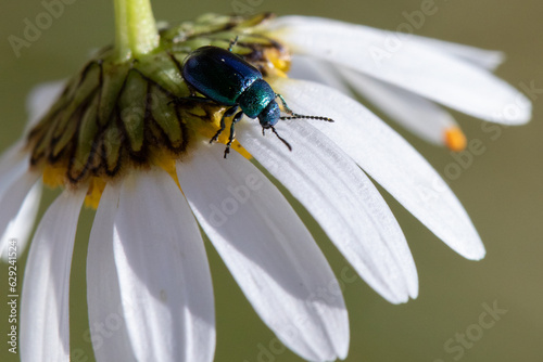 Green beetle on a white flower
