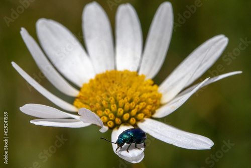 Green beetle on a white flower