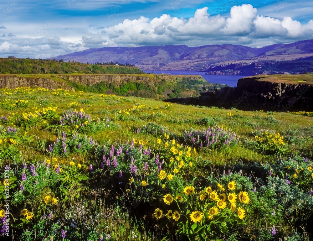 Lupine and balsom root flowers in the Tom McCall preserve in the Columbia River Gorge National Scenic Area near Rowena, Oregon