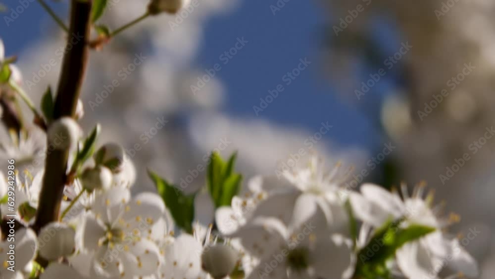 Closeup of vibrating cherry plum (Prunus cerasifera) flowers against blue sky, for wallpaper Closeup of vibrating cherry plum (Prunus cerasifera) flowers against blue sky, for wallpaper