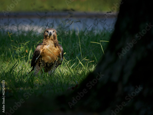 Red-tailed hawk (Buteo jamaicensis) in suburban grass