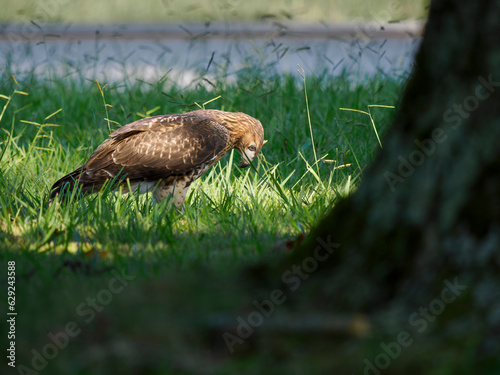 Red-tailed hawk (Buteo jamaicensis) in suburban grass