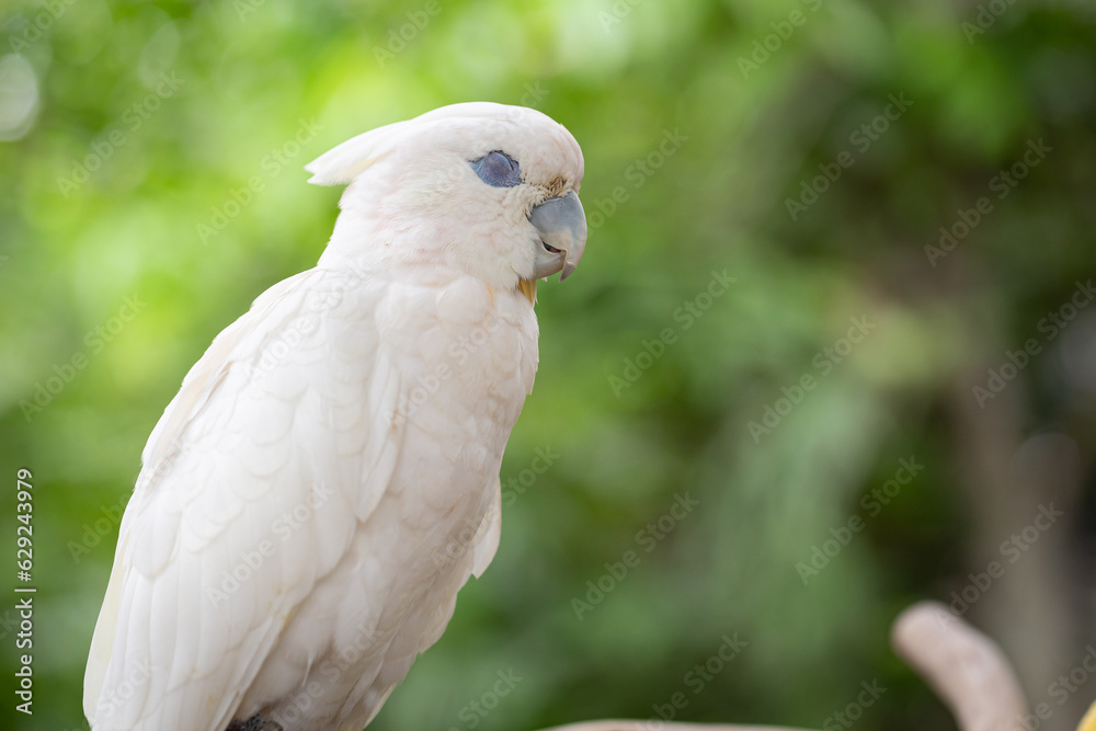 White cockatoo closing eyes on a green background White cockatoo closing eyes on a green background
