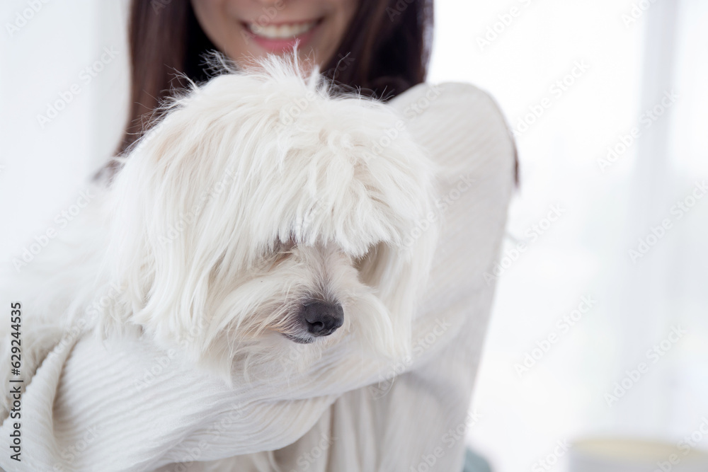 Closeup young asian woman standing carrying with fluffy dog shih tzu with love in living room at home, friends pet with companion, woman hug with animal for relax, female and friendly of puppy. Closeup young asian woman standing carrying with fluffy dog shih tzu with love in living room at home, friends pet with companion, woman hug with animal for relax, female and friendly of puppy.