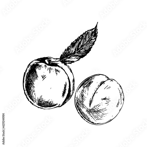 Black and white sketchy line art illustration of a peach (ID: 629244984)