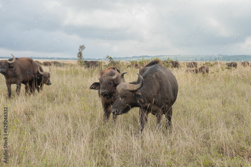Buffaloes and their calves at the Park Buffaloes and their calves at the Park