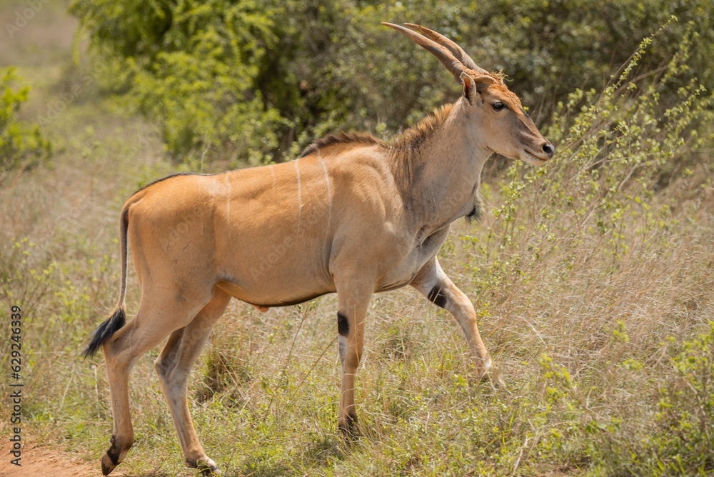 A common eland antelope