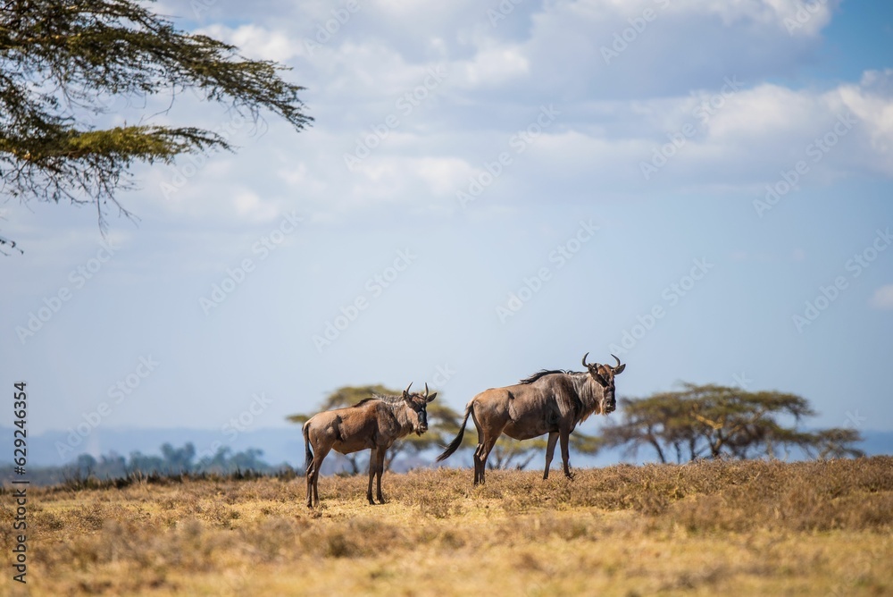 Naklejka premium Wildebeest at the crescent island in Lake Naivasha, Kenya.