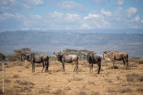 Wildebeest at the crescent island in Lake Naivasha, Kenya. © Jb2/Wirestock Creators