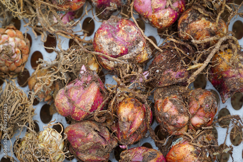 Lilium bulbs ready for planting. A complete kit for cultivating beautiful lilies and adding natural beauty to any garden or landscape. Lilium bulbs ready for planting. A complete kit for cultivating beautiful lilies and adding natural beauty to any garden or landscape.