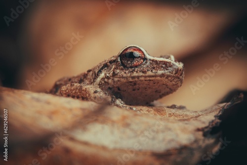 Close-up of a Common coqui frog blending in with the rock its standing on photo