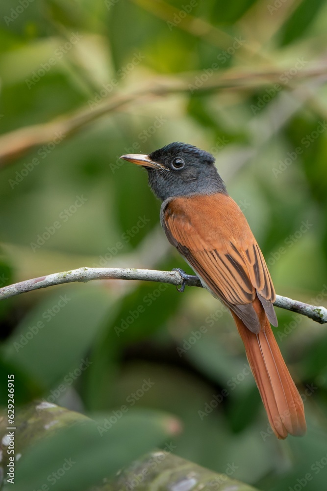 Asian Paradise Flycatcher perched atop a slim tree branch with a blurred background Asian Paradise Flycatcher perched atop a slim tree branch with a blurred background