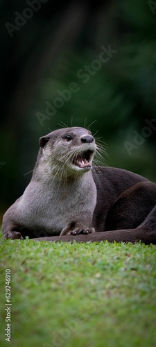 Smooth-coated otter sits in the lush grass looking out into the distance